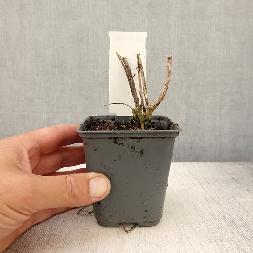 Asclepias curassavica - Flor de sangre Maceta de 8/9 cm Ejemplar entregado en la primavera