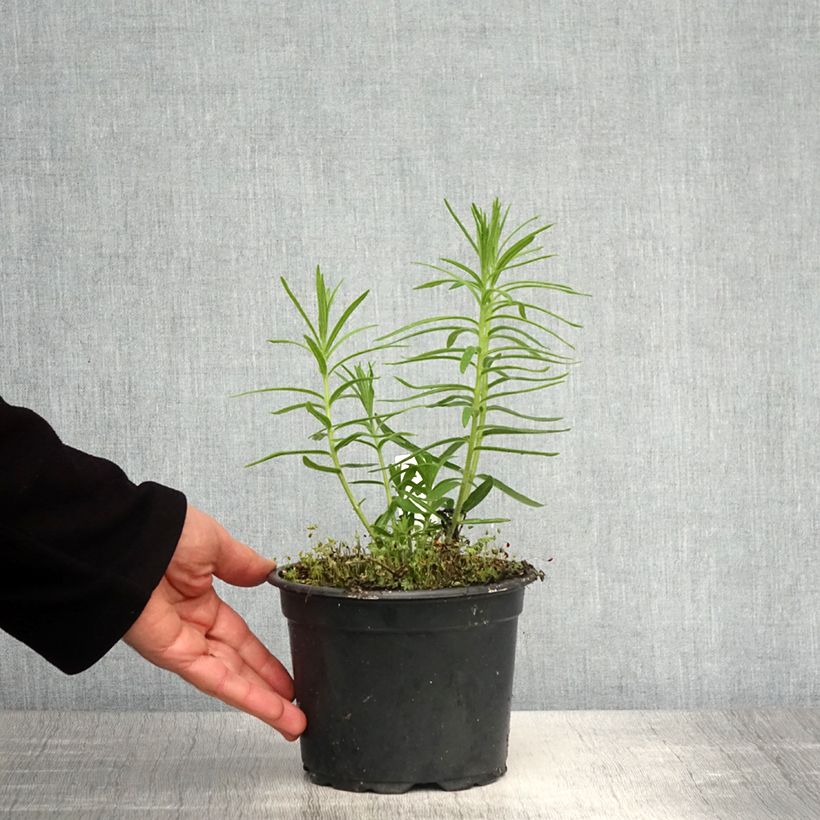 Asclepias tuberosa - Algodoncillo Maceta 2L/3L Ejemplar entregado en la primavera