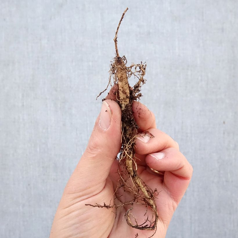 Asclepias tuberosa - Algodoncillo Raíces desnudas Ejemplar entregado en invierno