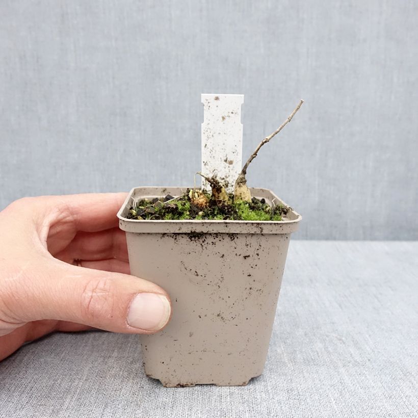 Asclepias Hello Yellow - Asclepias tuberosa Maceta de 8/9 cm Ejemplar entregado en la primavera