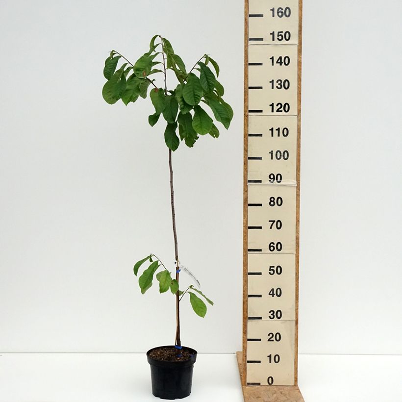 Ejemplar de Asimina triloba Allegheny Maceta 3L/4L entregado en verano