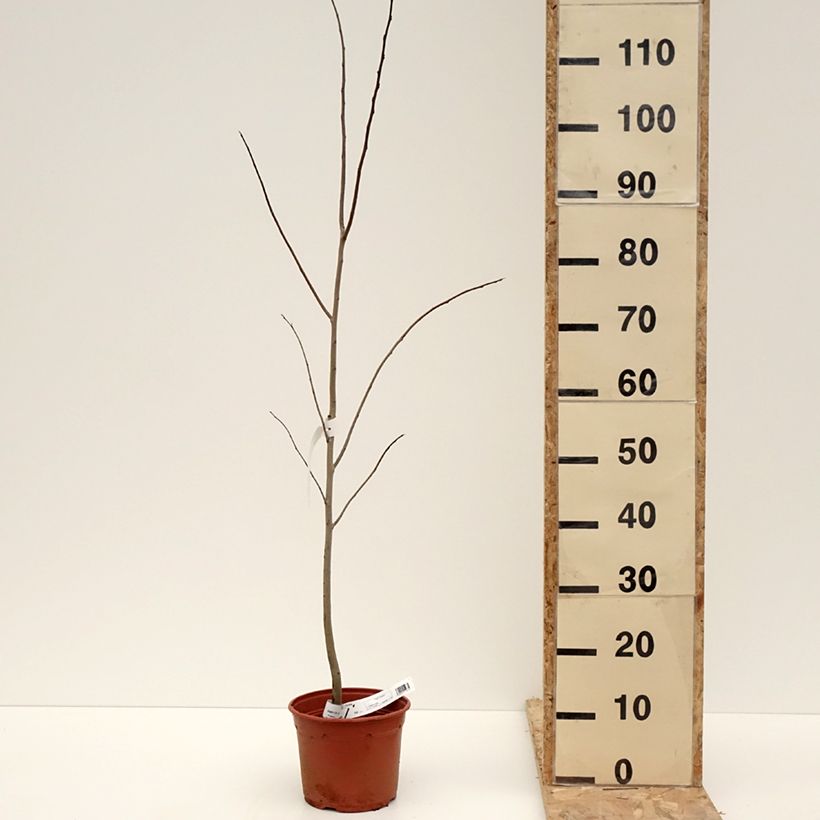 Asimina triloba - Banano de montaña Maceta 2L/3L Ejemplar entregado en invierno