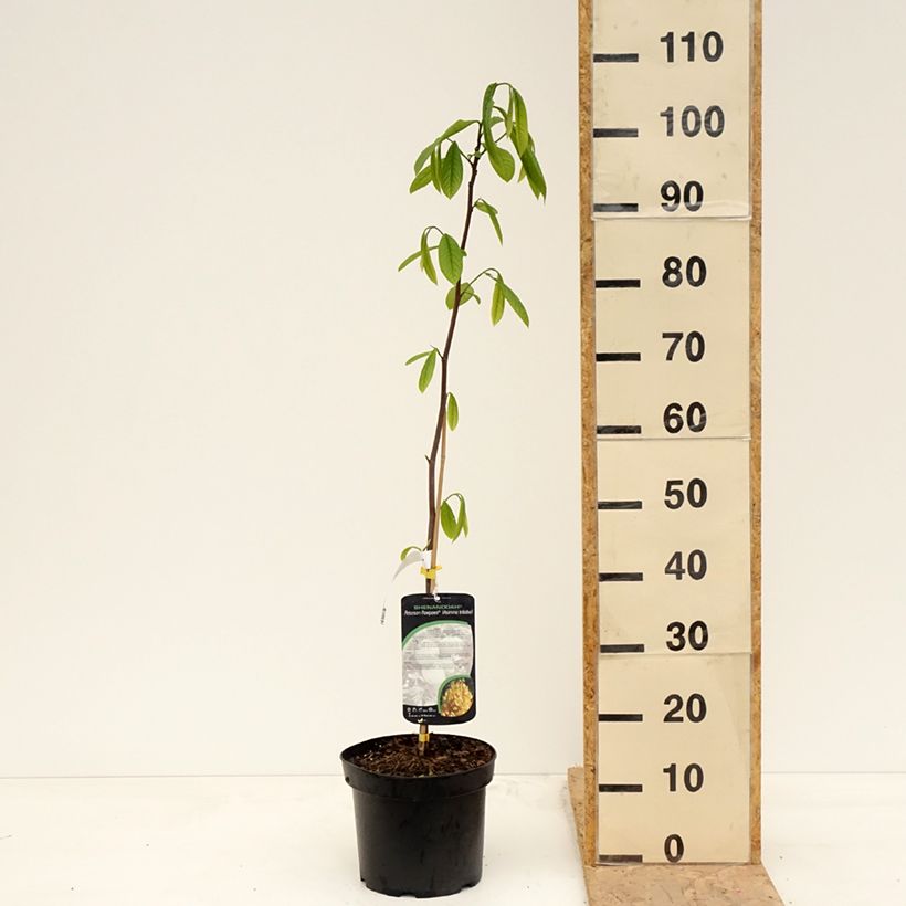 Asimina triloba Shenandoah Maceta 3L/4L Ejemplar entregado en la primavera