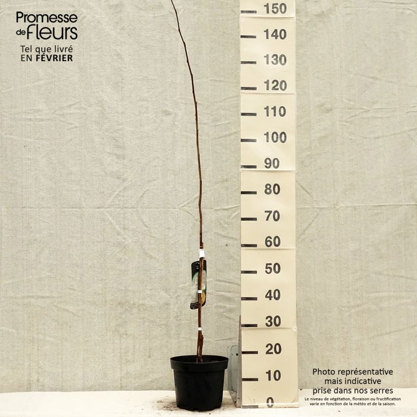 Asimina triloba Wells Maceta 4L/5L Ejemplar entregado en invierno