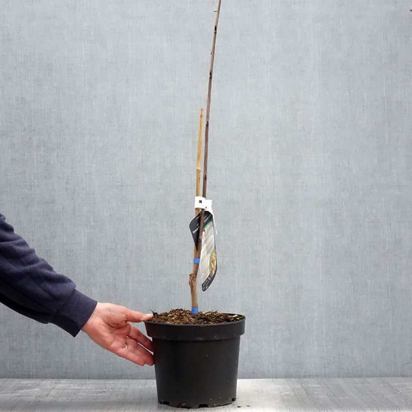 Asimina triloba Allegheny Maceta 3L/4L Ejemplar entregado en la primavera