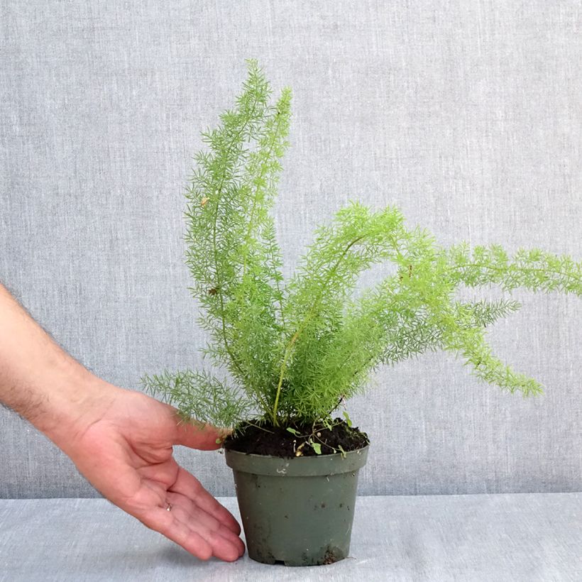 Ejemplar de Asparagus densiflorus var. meyeri - Espárrago de jardín Maceta de 8/9 cm entregado en verano