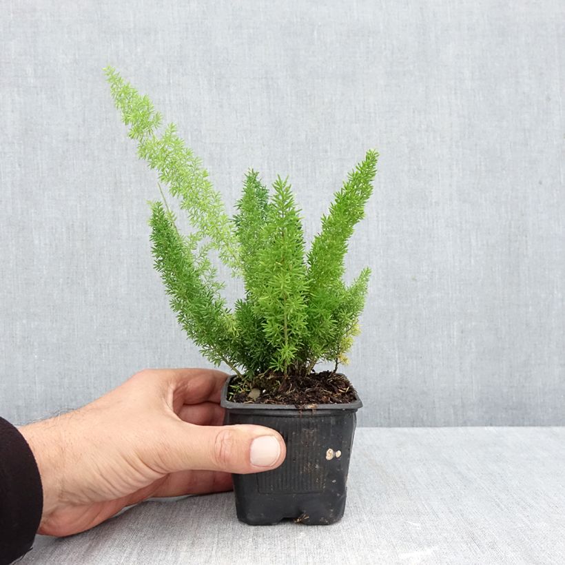Ejemplar de Asparagus densiflorus var. meyeri - Espárrago de jardín Maceta de 8/9 cm entregado en otoño
