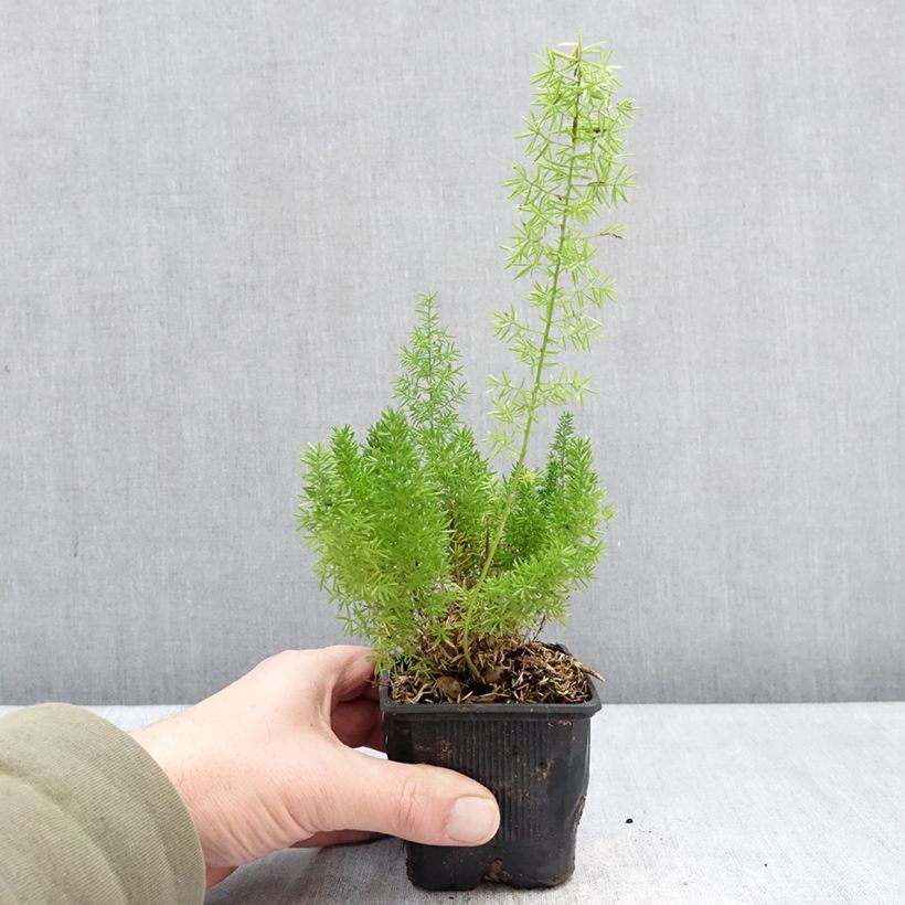 Asparagus densiflorus var. meyeri - Espárrago de jardín Maceta de 8/9 cm Ejemplar entregado en invierno