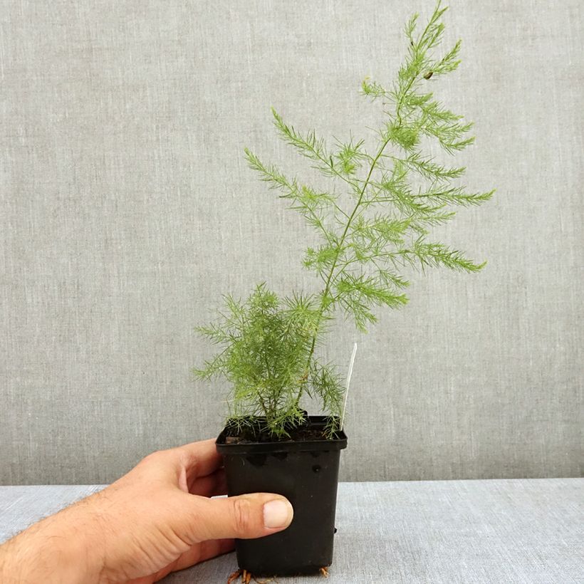 Ejemplar de Espárrago blanco - Asparagus officinalis Maceta de 8/9 cm entregado en verano