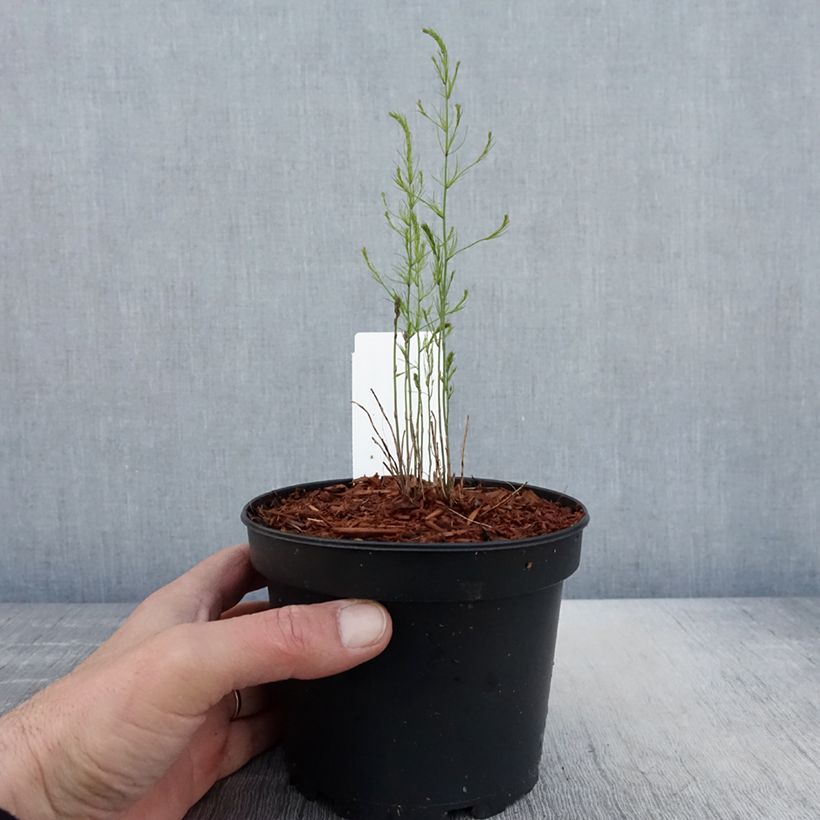 Espárrago blanco Mary Washington Maceta 1,5L/2L Ejemplar entregado en la primavera