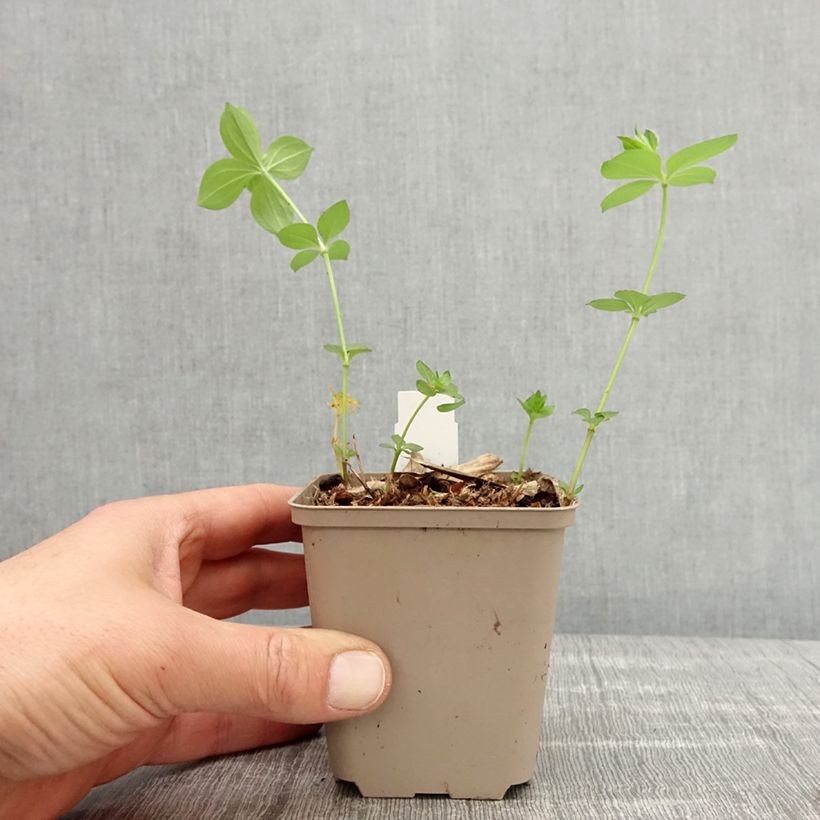 Asperula taurina Maceta de 8/9 cm Ejemplar entregado en la primavera