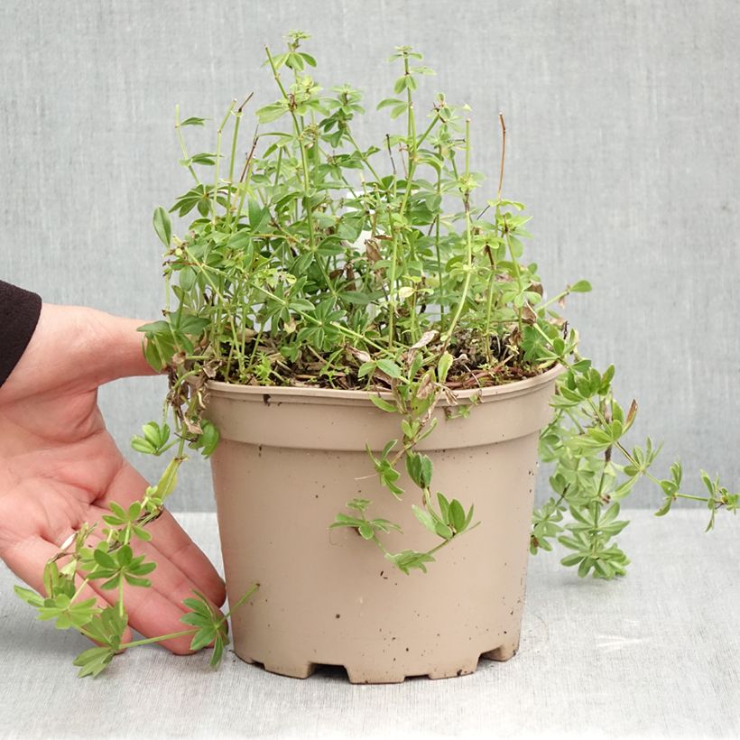 Ejemplar de Aspérula olorosa - Galium odoratum Maceta 2L/3L entregado en otoño