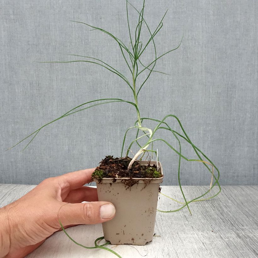 Ejemplar de Bastón de Jacob - Asphodeline liburnica Maceta de 8/9 cm entregado en verano
