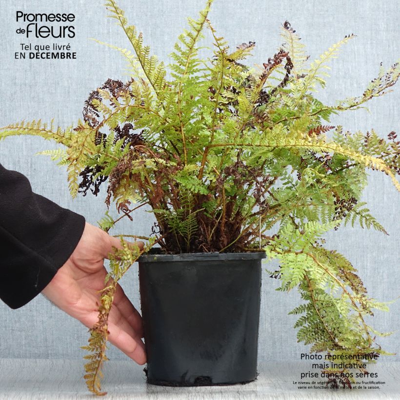 Polystichum setiferum Congestum - Helecho peludo Maceta 2L/3L Ejemplar entregado en invierno