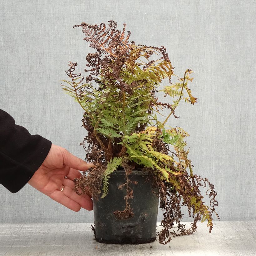 Polystichum setiferum Congestum - Helecho peludo Maceta 2L/3L Ejemplar entregado en la primavera