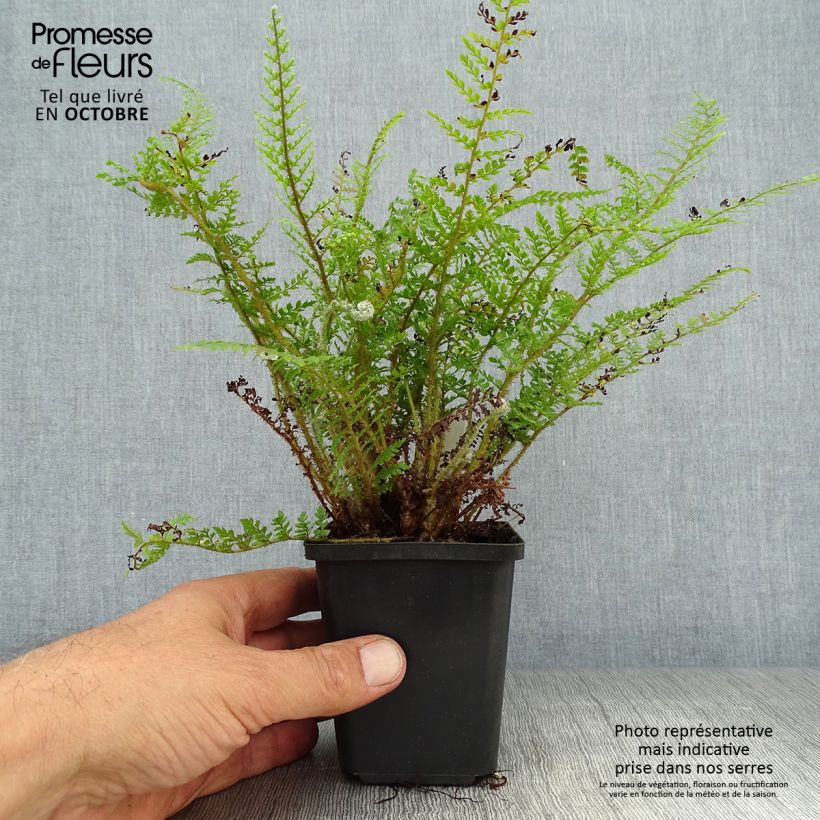 Ejemplar de Polystichum setiferum Proliferum Wollastonii - Helecho peludo Maceta de 8/9 cm entregado en otoño