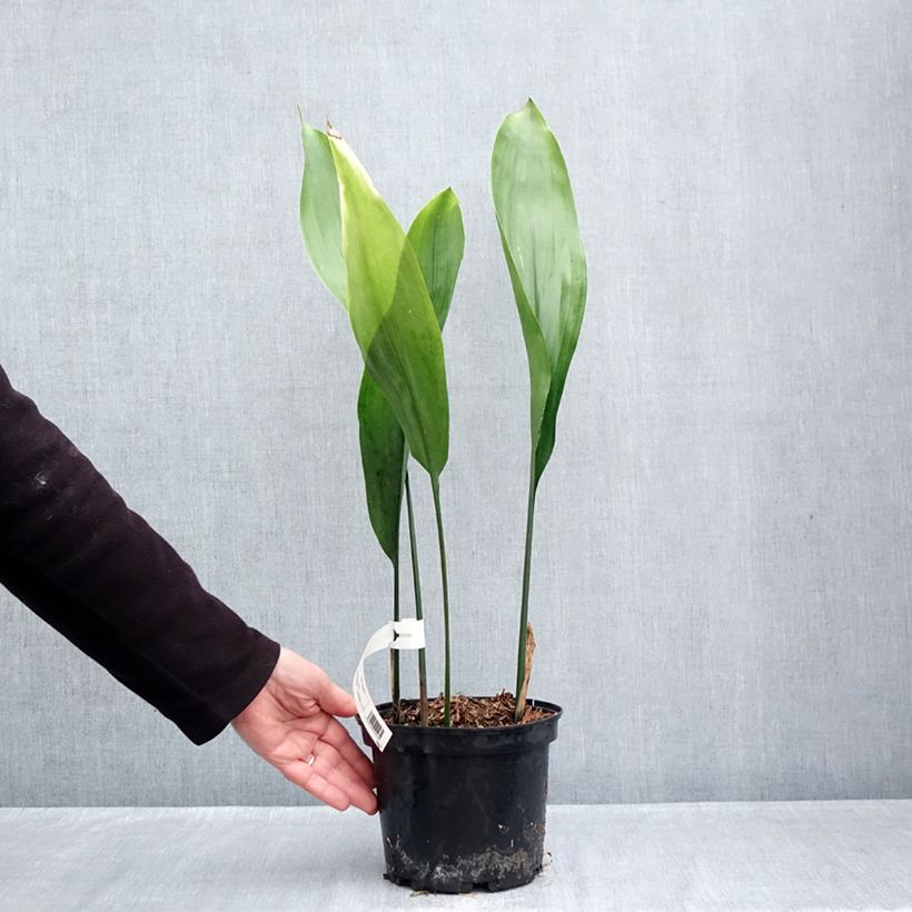Ejemplar de Aspidistra elatior Maceta 2L/3L entregado en otoño