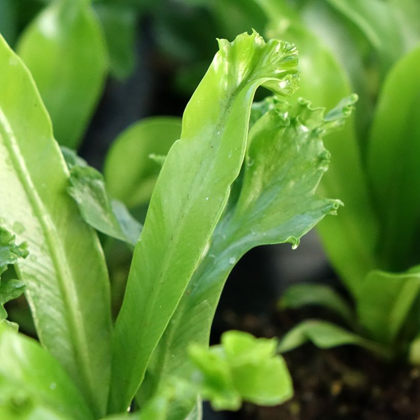 Helecho nido de ave  Leslie - Asplenium antiquum (Follaje)