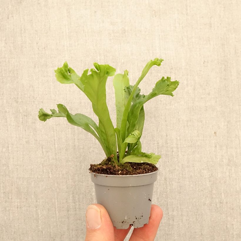 Helecho nido de ave  Leslie - Asplenium antiquum miniplanta Ejemplar entregado en la primavera