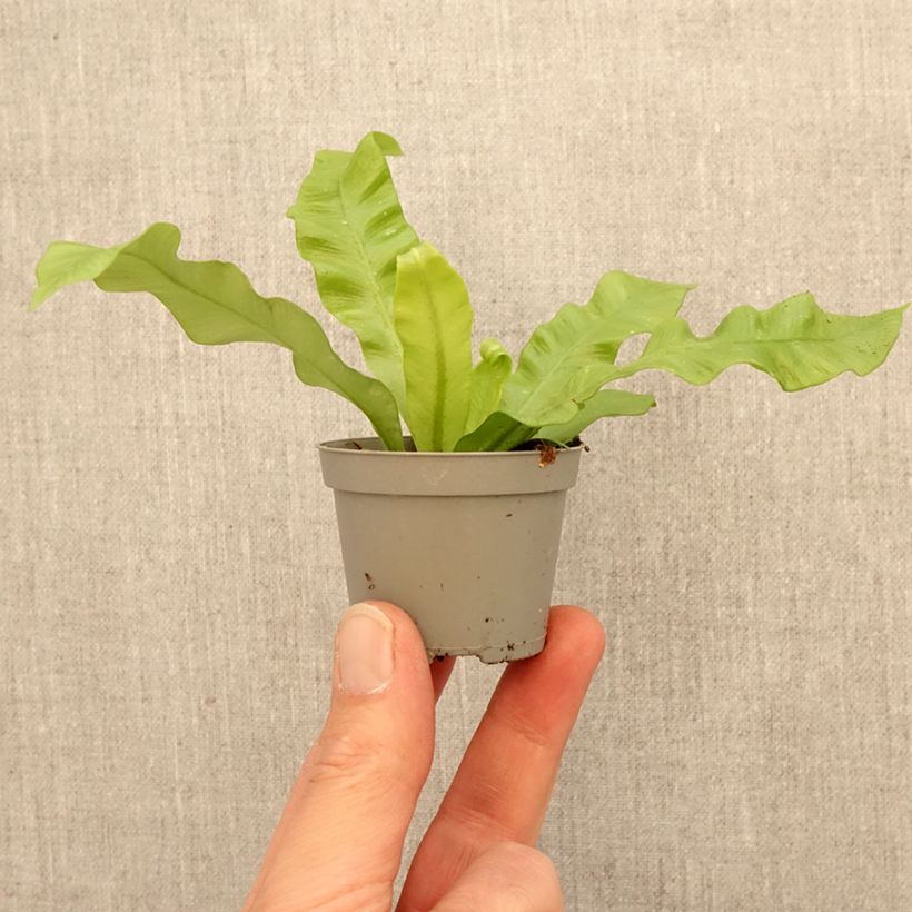 Helecho nido de ave Crispy Wave - Asplenium antiquum miniplanta Ejemplar entregado en la primavera