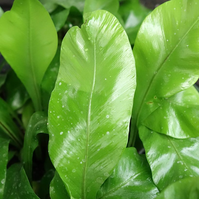 Helecho nido de ave - Asplenium antiquum (Follaje)
