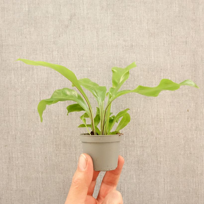 Helecho nido de ave - Asplenium antiquum miniplanta Ejemplar entregado en la primavera