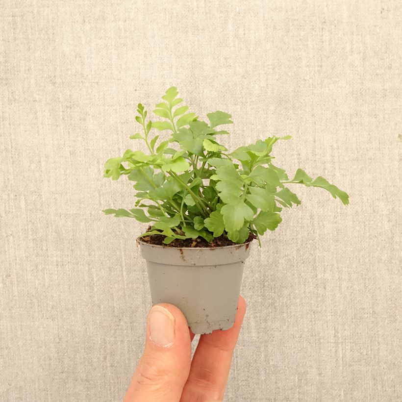 Asplenium Parvati - Helecho miniplanta Ejemplar entregado en la primavera