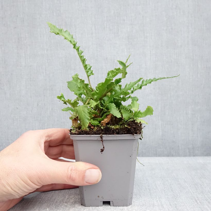 Phyllitis scolopendrium Angustifolia - Escolopendra Maceta de 8/9 cm Ejemplar entregado en invierno