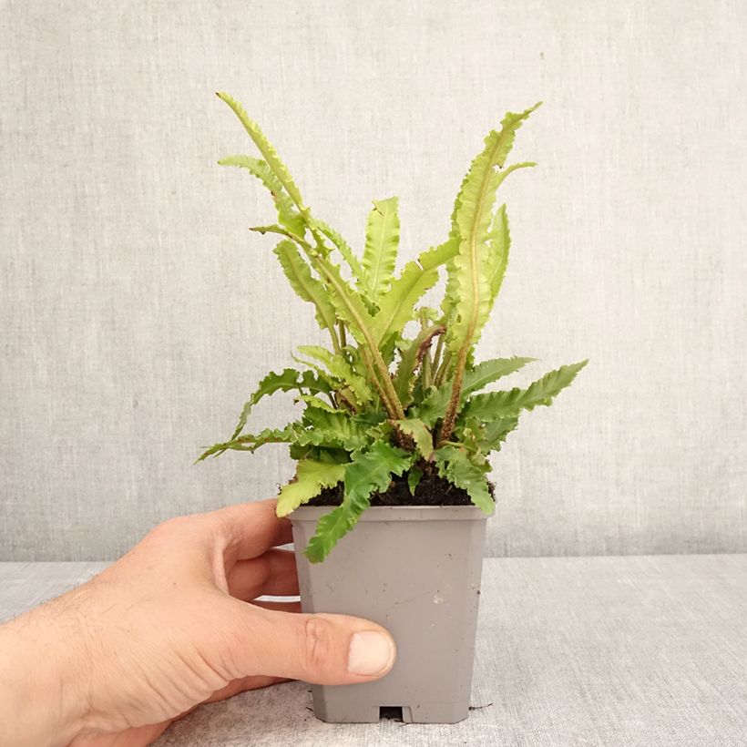 Phyllitis scolopendrium Angustifolia - Escolopendra Maceta de 8/9 cm Ejemplar entregado en la primavera