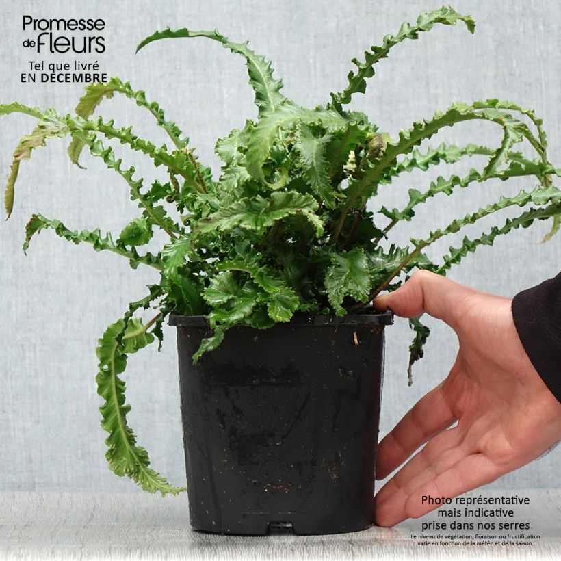 Phyllitis scolopendrium Angustifolia - Escolopendra Maceta 2L/3L Ejemplar entregado en invierno