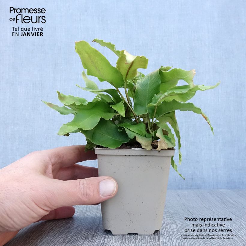 Phyllitis scolopendrium Bolton’s Nobile - Escolopendra Maceta de 8/9 cm Ejemplar entregado en invierno