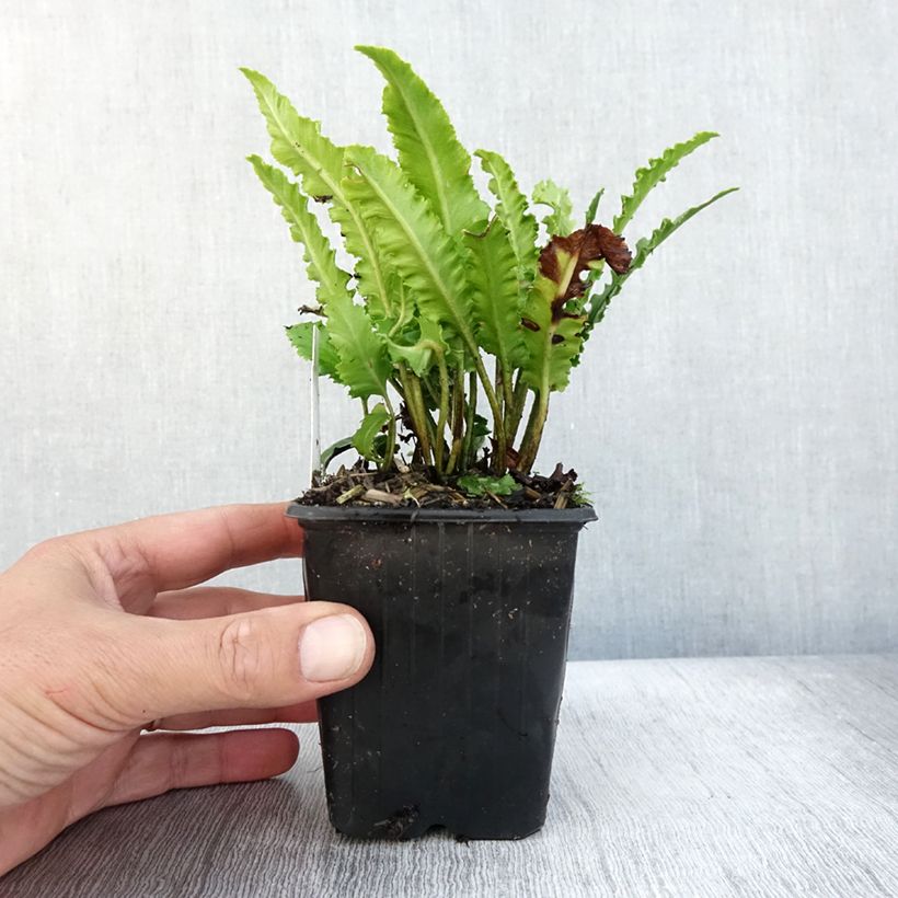 Ejemplar de Asplenium scolopendrium Undulatum Angustatum - Lengua cervina Maceta de 8/9 cm entregado en otoño