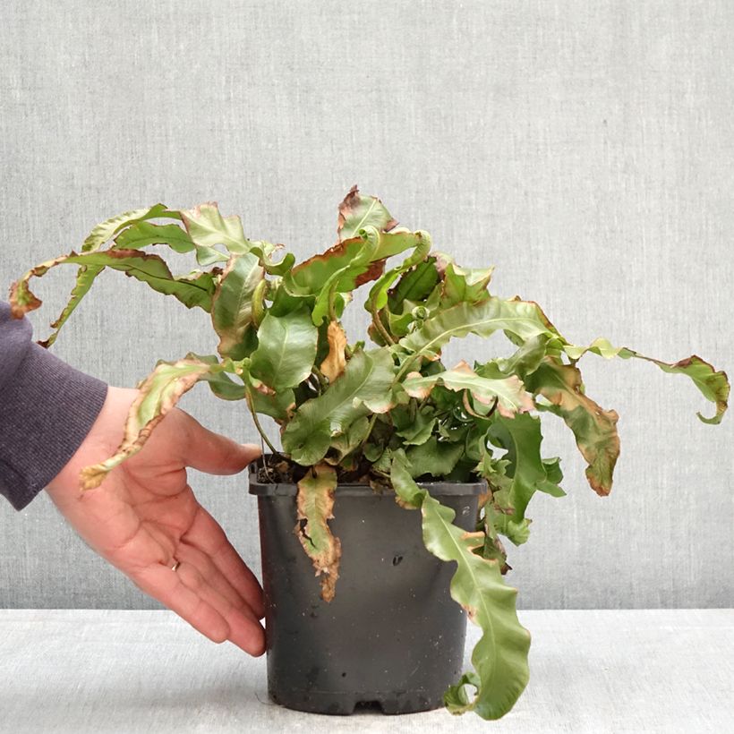 Asplenium scolopendrium Undulatum Group - Lengua cervina Maceta 2L/3L Ejemplar entregado en la primavera