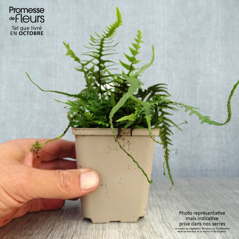 Ejemplar de Asplenium ebenoides - Helecho cola de dragón Maceta de 8/9 cm entregado en otoño