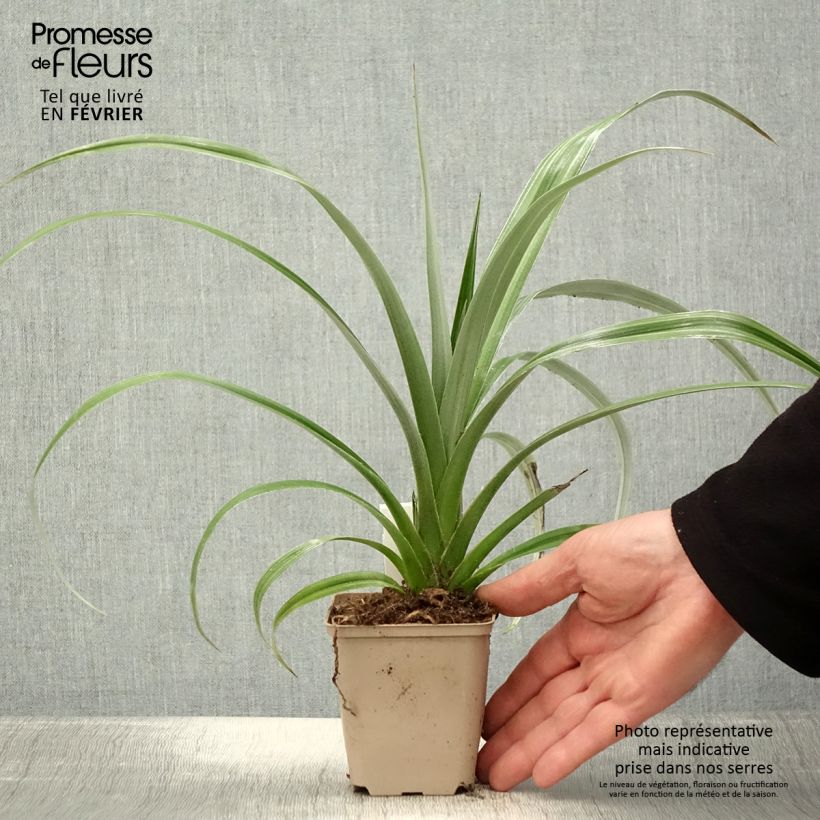 Astelia chathamica Silver Shadow Maceta de 8/9 cm Ejemplar entregado en invierno