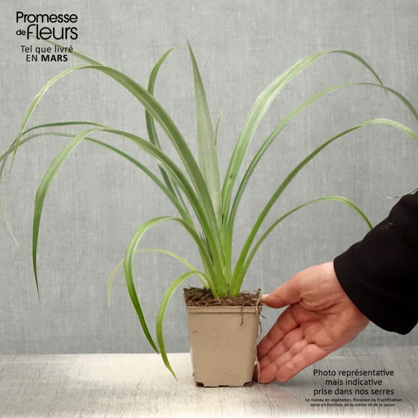 Astelia chathamica Silver Shadow Maceta de 8/9 cm Ejemplar entregado en la primavera