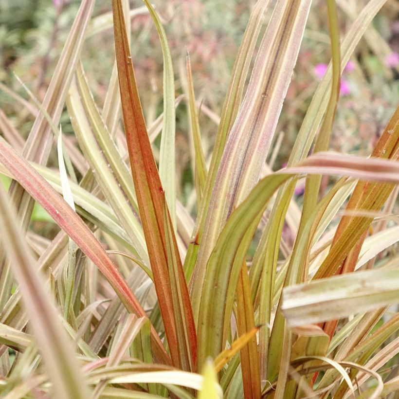 Astelia nervosa Westland (Follaje)