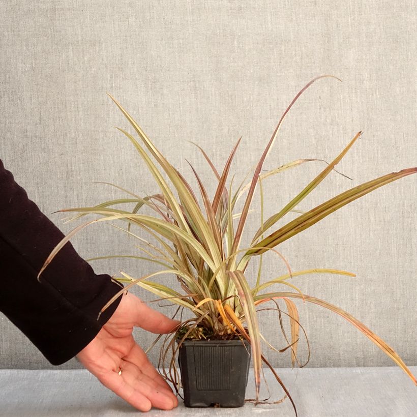 Astelia nervosa Westland Maceta de 8/9 cm Ejemplar entregado en invierno