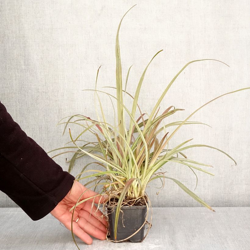 Astelia nervosa Westland Maceta de 8/9 cm Ejemplar entregado en la primavera