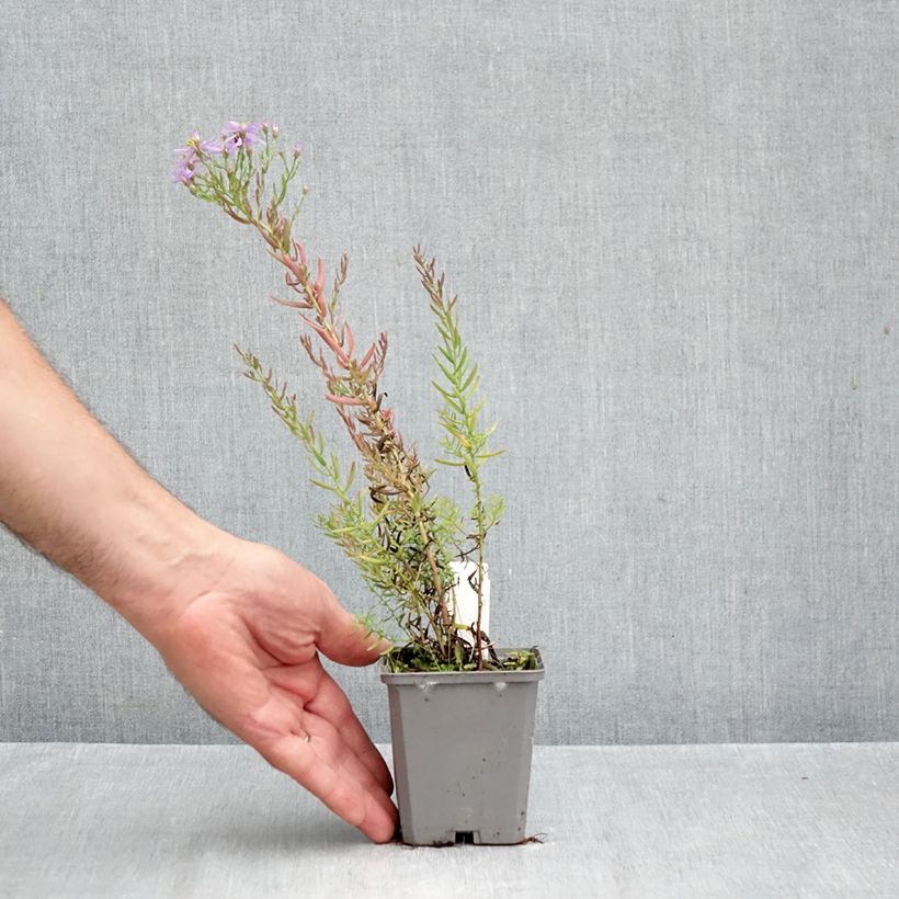 Ejemplar de Aster sedifolius - Manzanilla de pastor Maceta de 8/9 cm entregado en otoño
