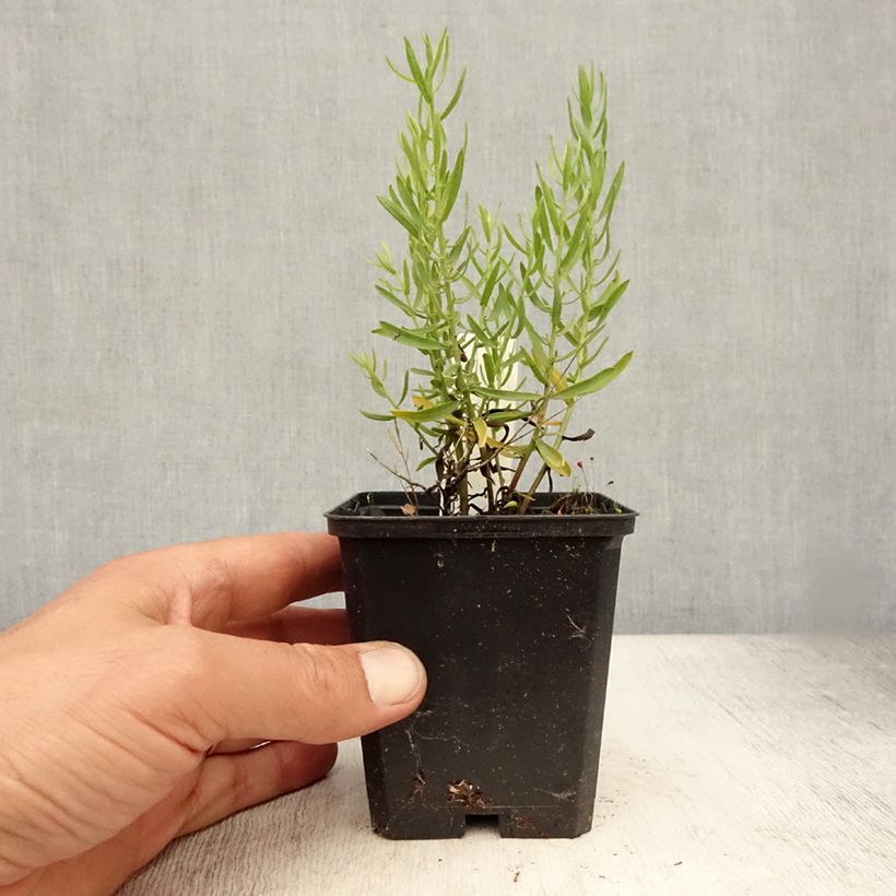 Ejemplar de Aster sedifolius - Manzanilla de pastor Maceta de 8/9 cm entregado en verano