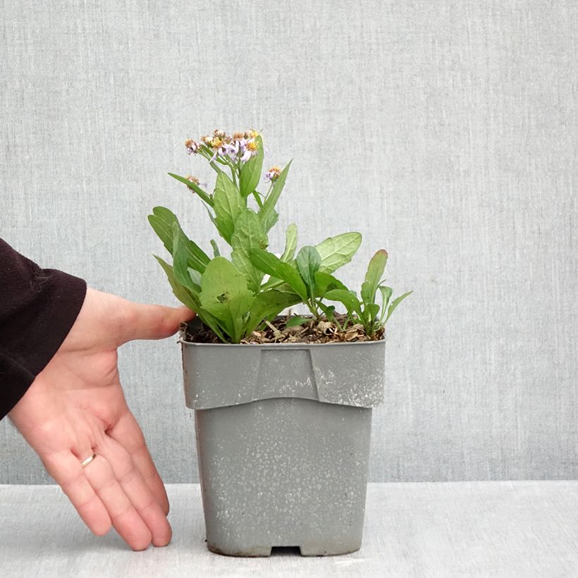Ejemplar de Aster ageratoides Adustus Nanus Maceta 1,5L/2L entregado en otoño