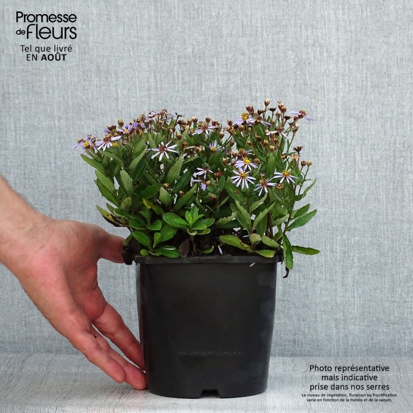 Ejemplar de Aster ageratoides Adustus Nanus Maceta 1,5L/2L entregado en verano