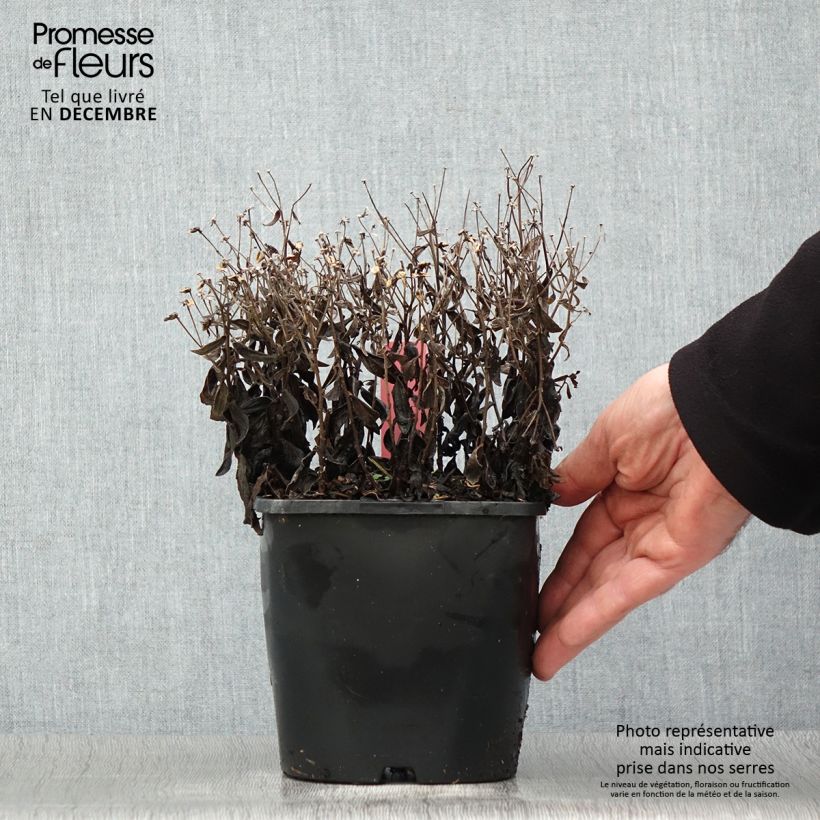 Aster ageratoides Adustus Nanus Maceta 1,5L/2L Ejemplar entregado en invierno