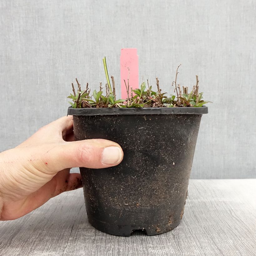 Aster ageratoides Adustus Nanus Maceta 1,5L/2L Ejemplar entregado en la primavera