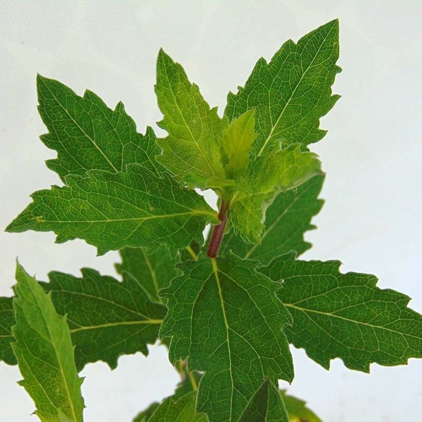 Aster ageratoides Asran (Follaje)