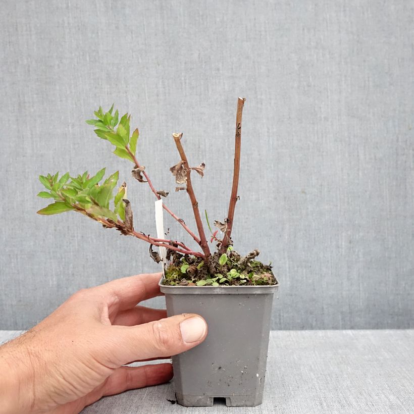 Ejemplar de Aster ageratoides Asran Maceta de 8/9 cm entregado en otoño