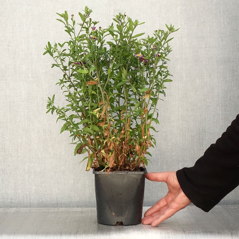 Ejemplar de Aster ageratoides Ezo Murasaki Maceta 2L/3L entregado en otoño