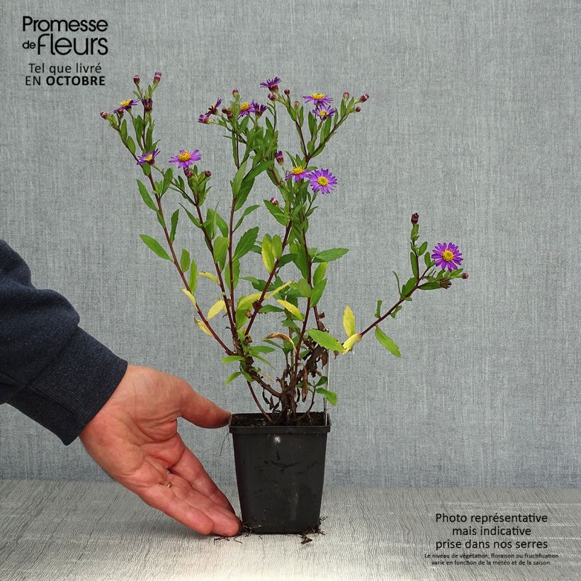 Ejemplar de Aster ageratoides Ezo Murasaki Maceta de 8/9 cm entregado en otoño