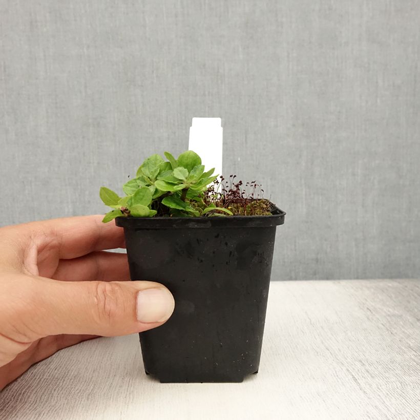Ejemplar de Aster ageratoides Harry Schmidt Maceta de 8/9 cm entregado en verano